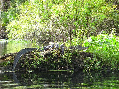Wekiwa Springs State Park