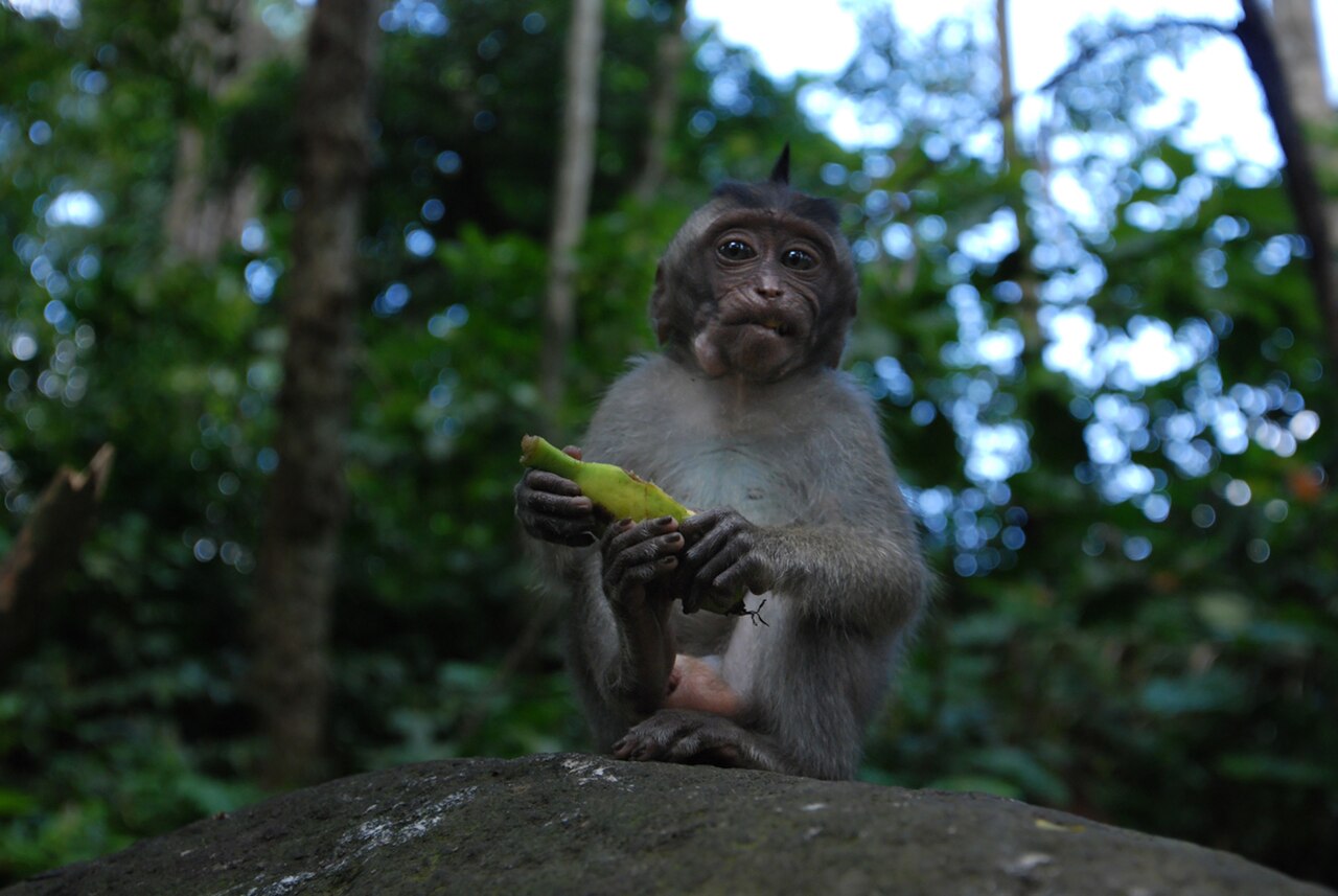 Sacred Monkey Forest Sanctuary