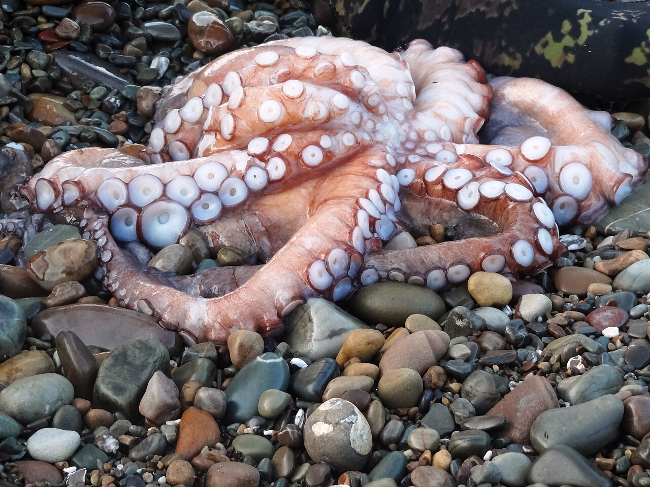 A photograph of Octopus
