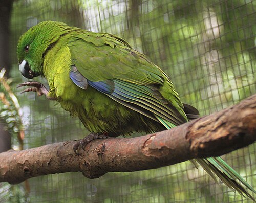 Kiwi Park