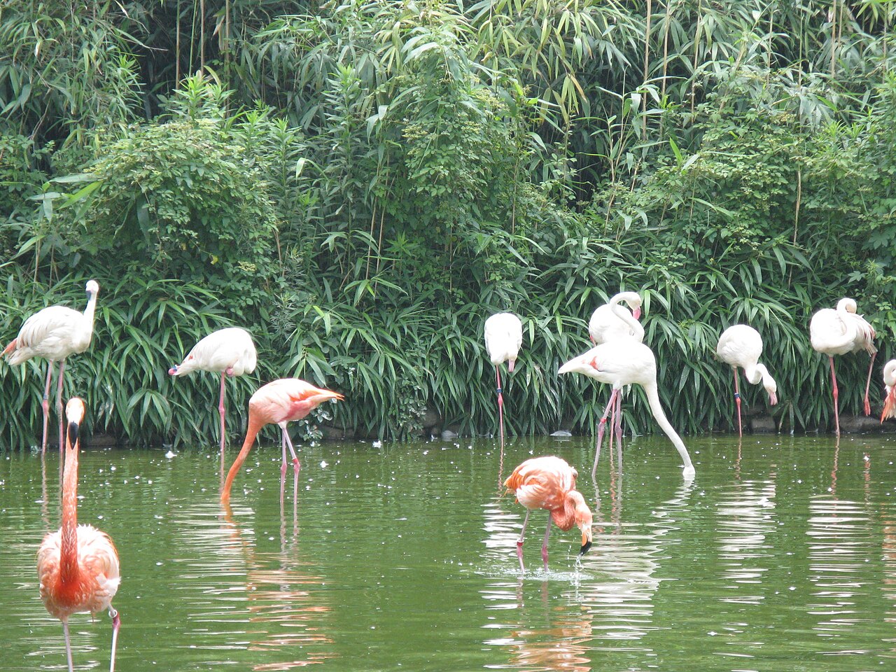 Una fotografia di Parco faunistico di Shanghai