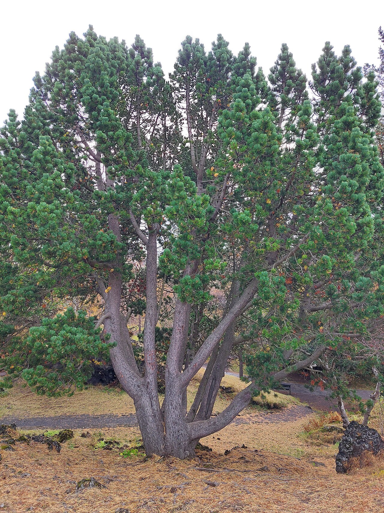 Una fotografia di Hellisgerði
