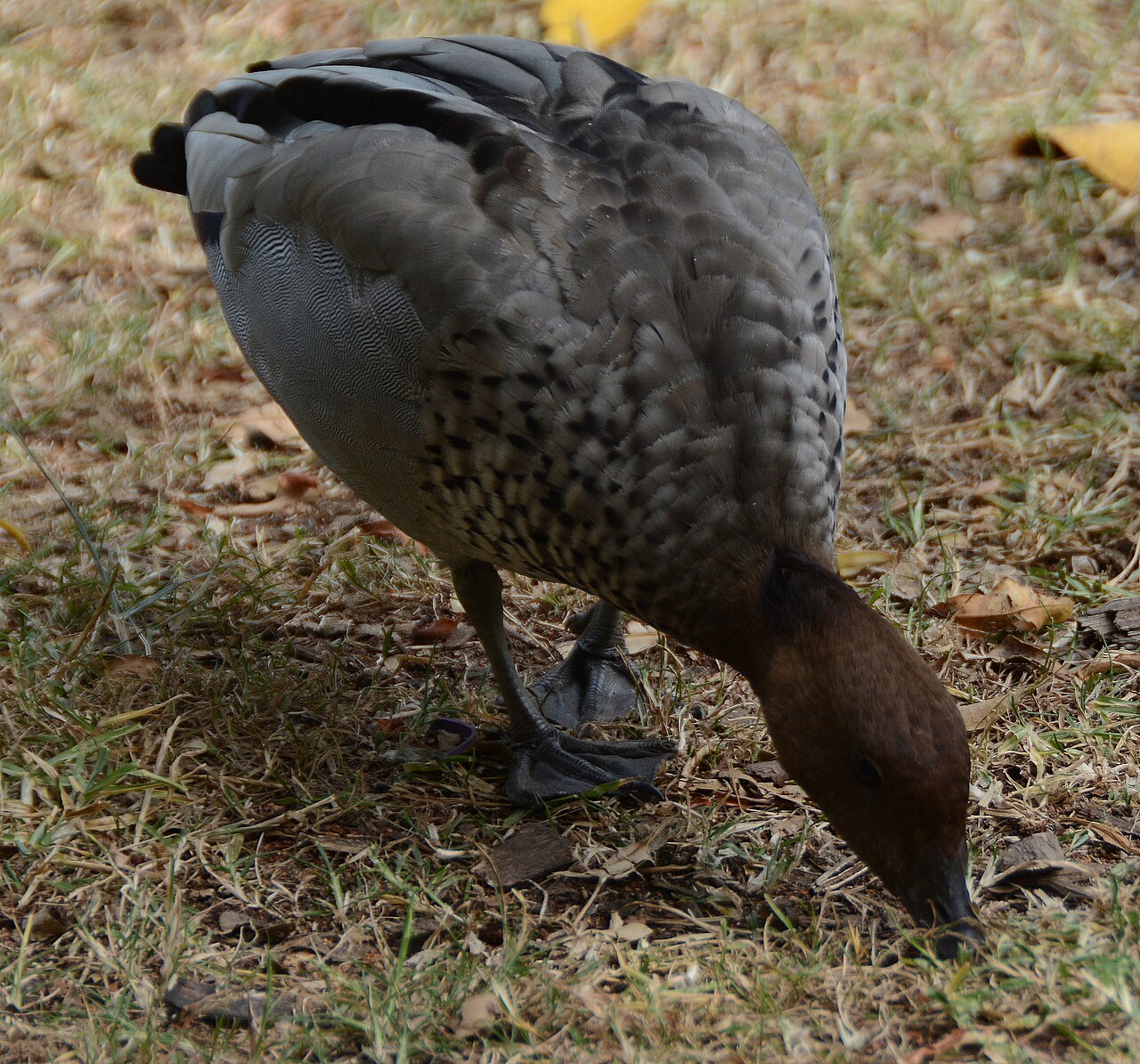 A photograph of Parramatta Park