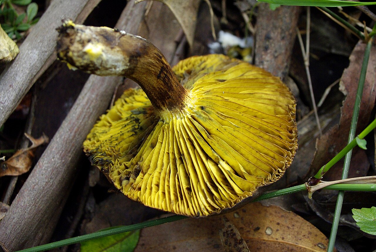 Ein Foto von Nationalpark Dandenong Ranges