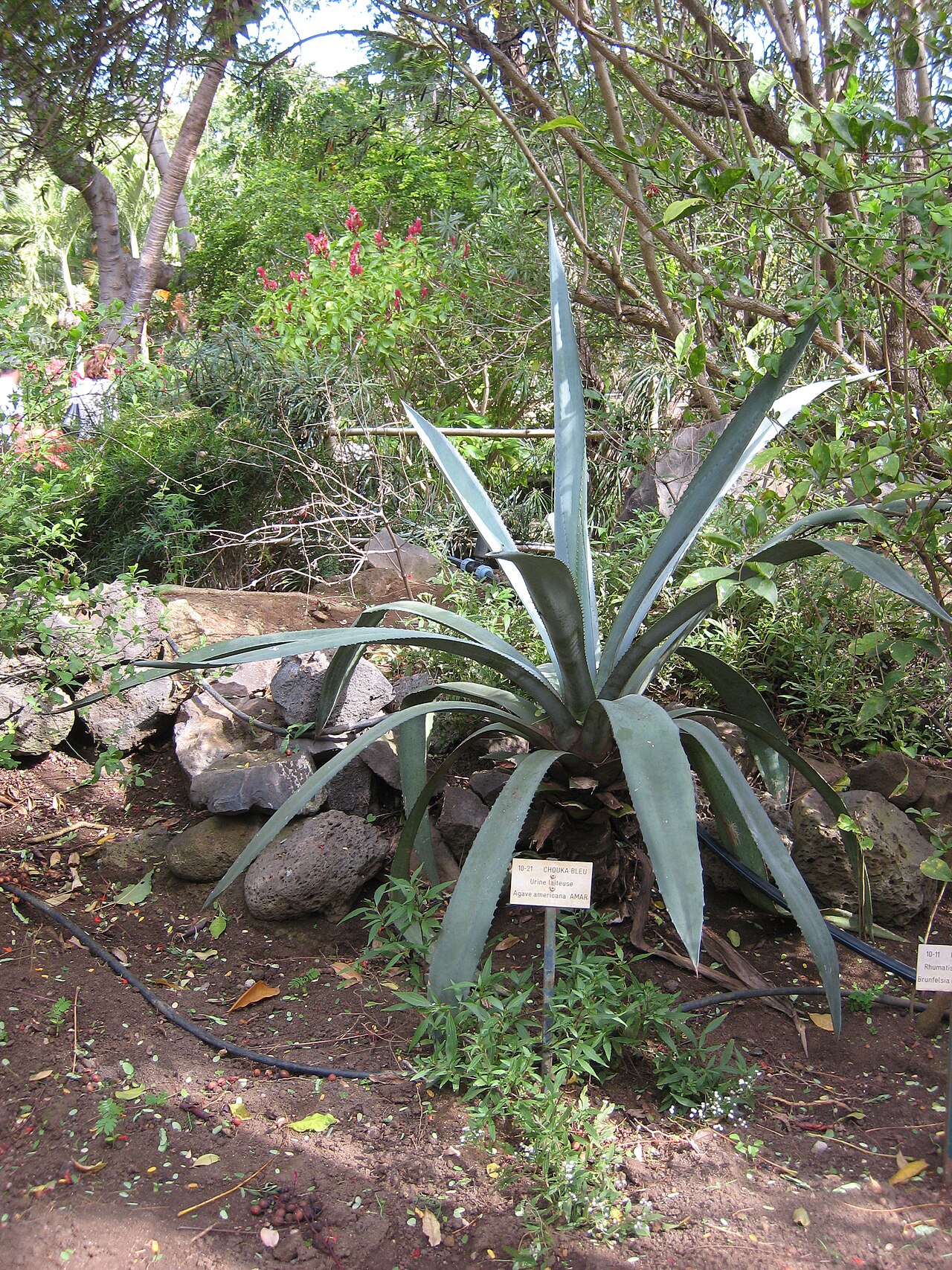 Jardín Edén fotoğrafı