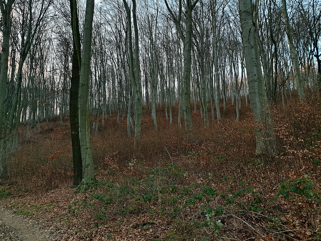 Una fotografia di Heuberg