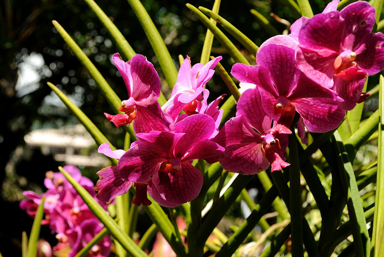 Foster Botanical Garden
