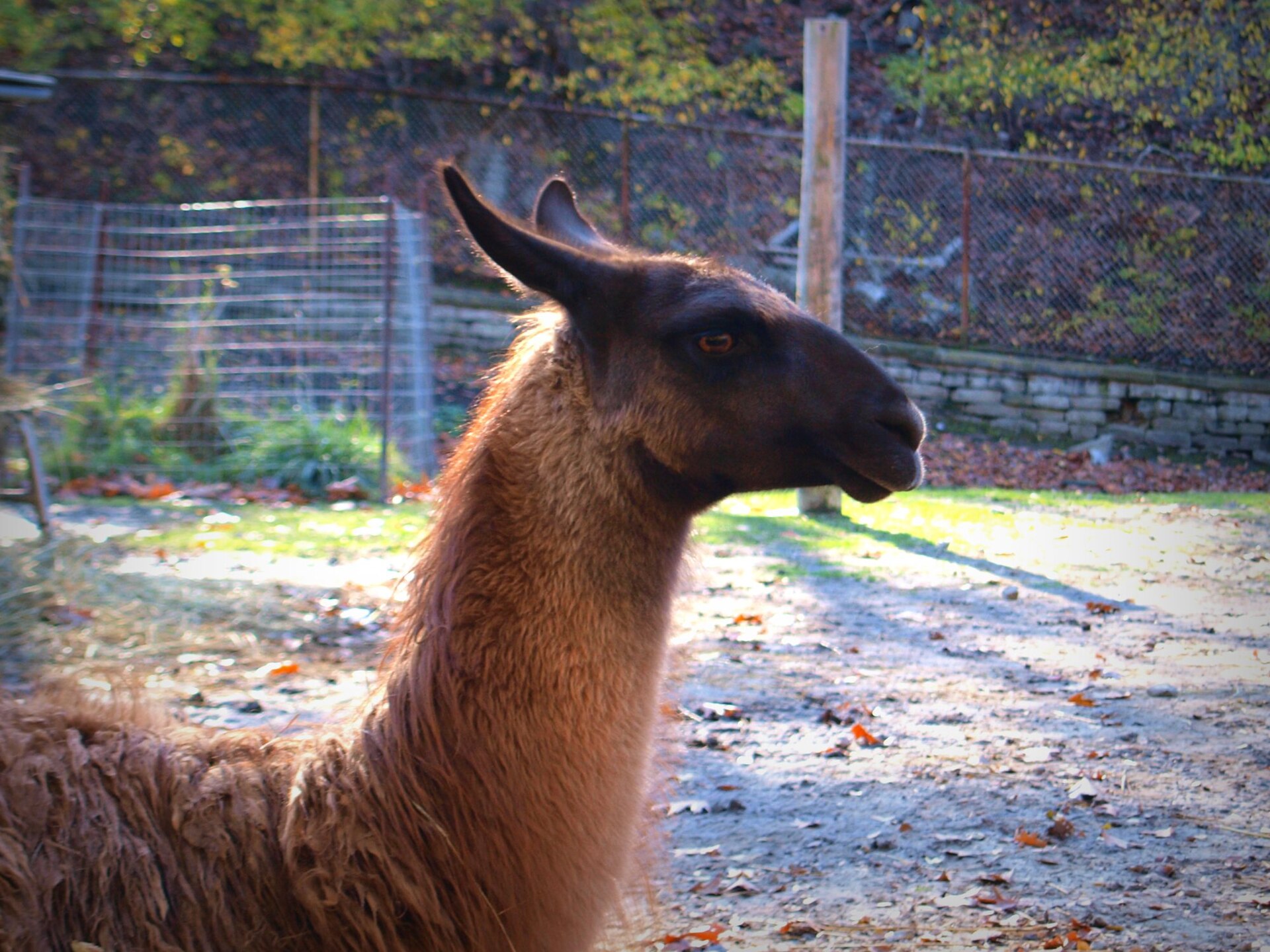 High Park Zoo