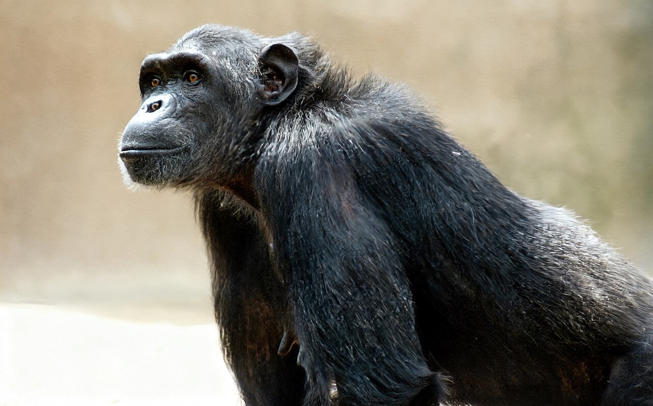 Ein Foto von Cheetah's Rock