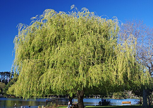 Western Springs Reserve