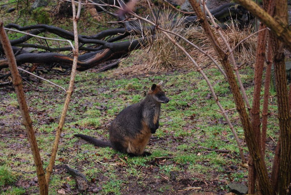 A photograph of Edinburgh Zoo