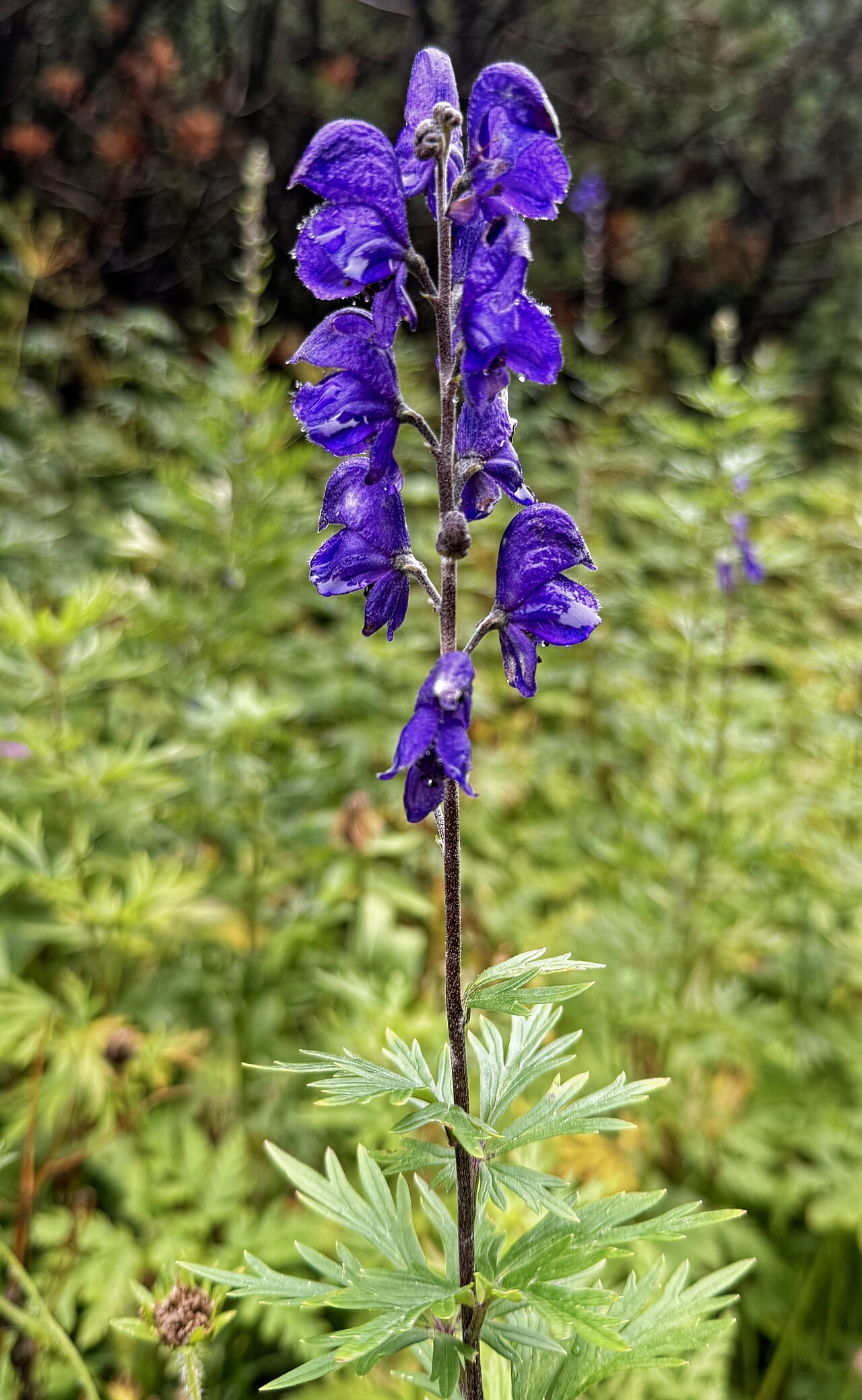 Ein Foto von Alpengarten