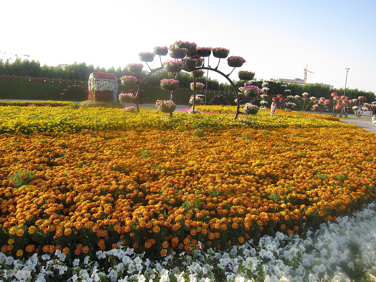 A photograph of Dubai Miracle Garden