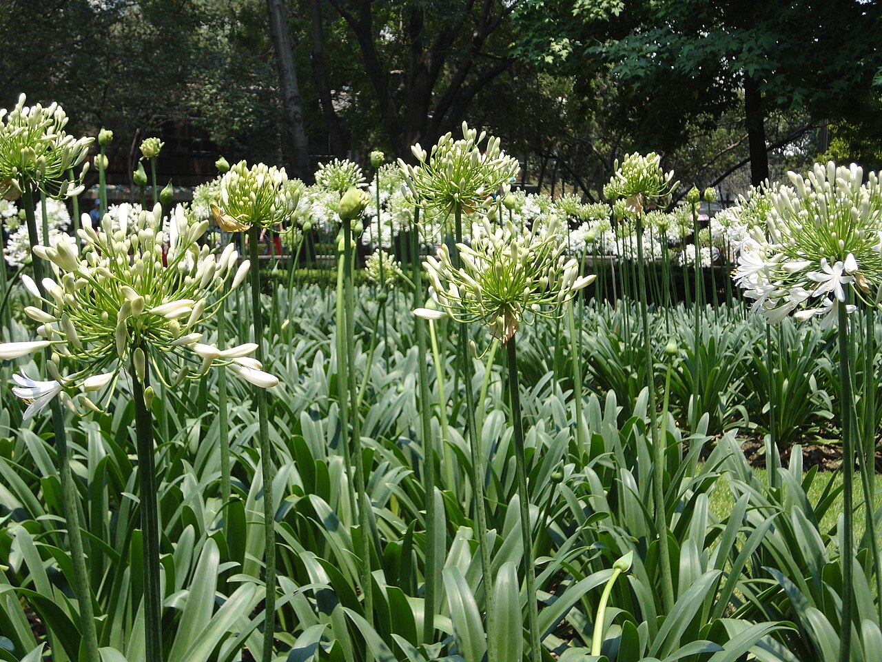 Une photographie de Parc Lincoln