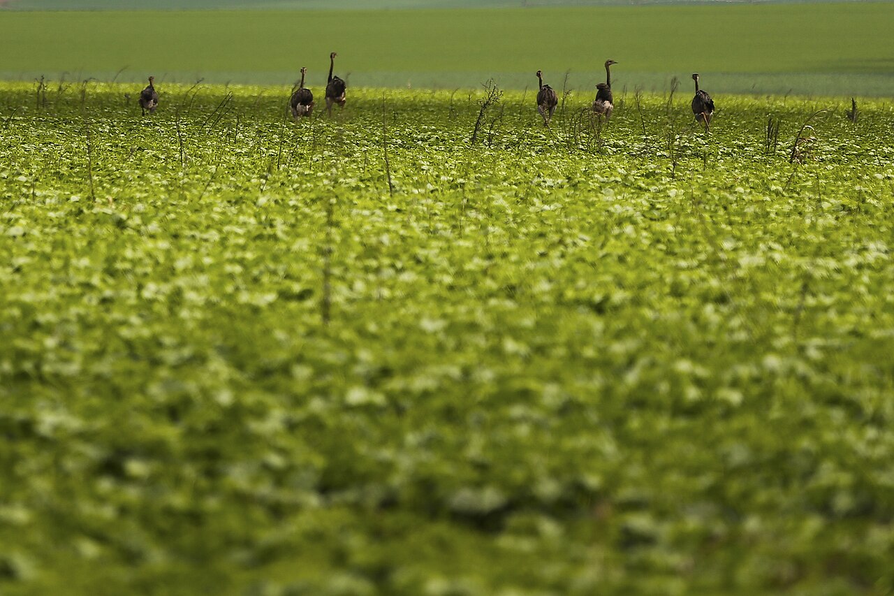 Greater Rhea fotoğrafı