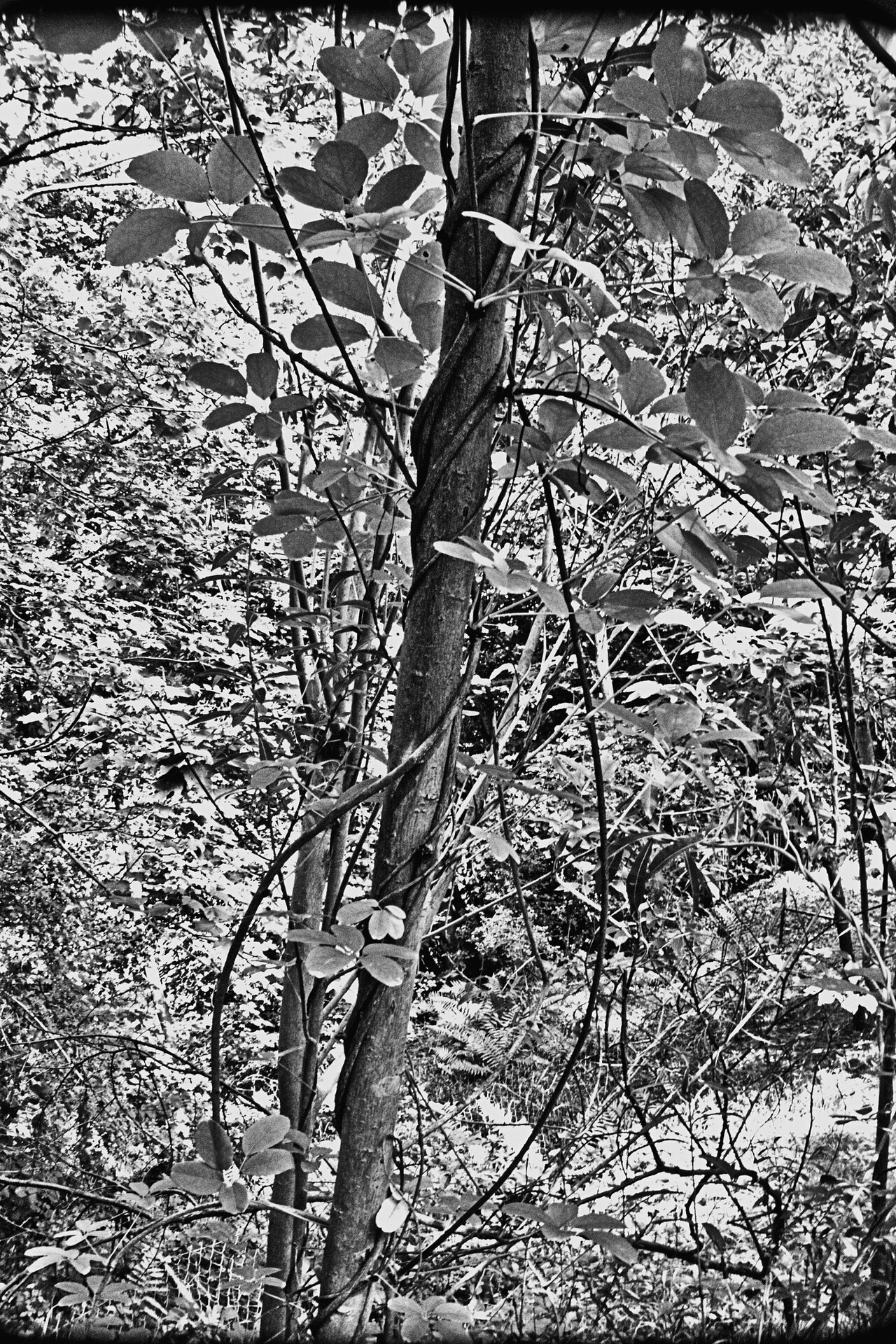 Experimental Garden Jean Massart