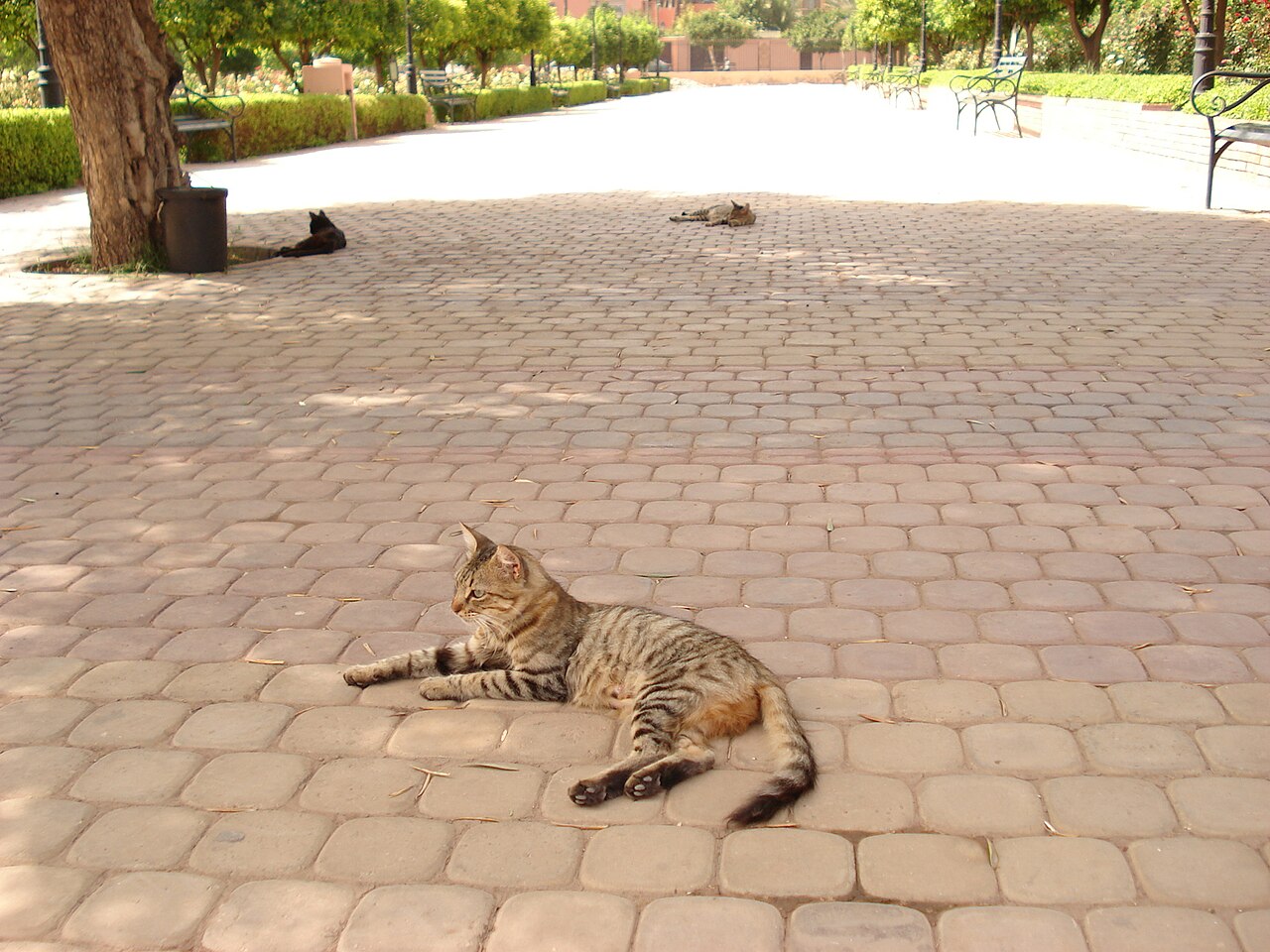 Une photographie de Jardin de la Koutoubia