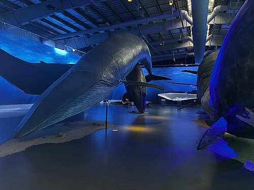 Ballenas de Islandia