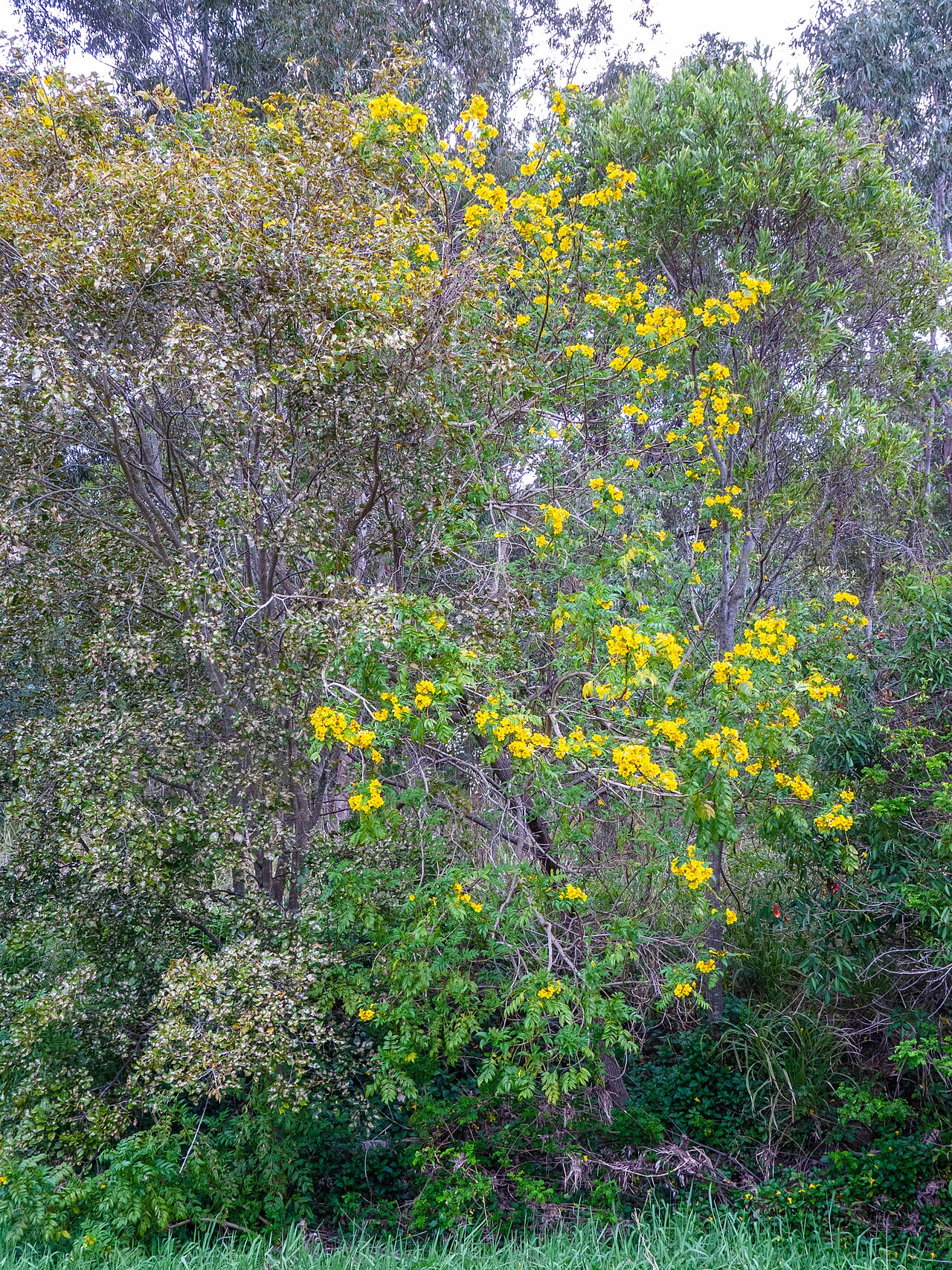 Tecoma Park fotoğrafı
