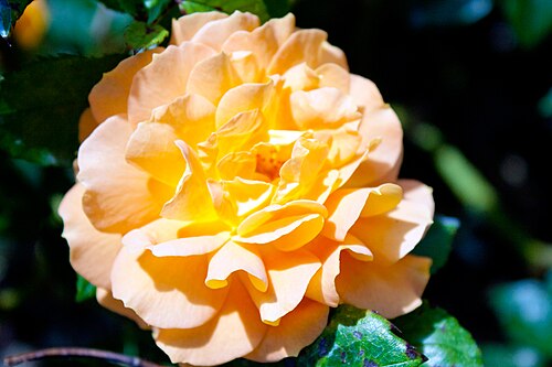 Victoria State Rose Garden