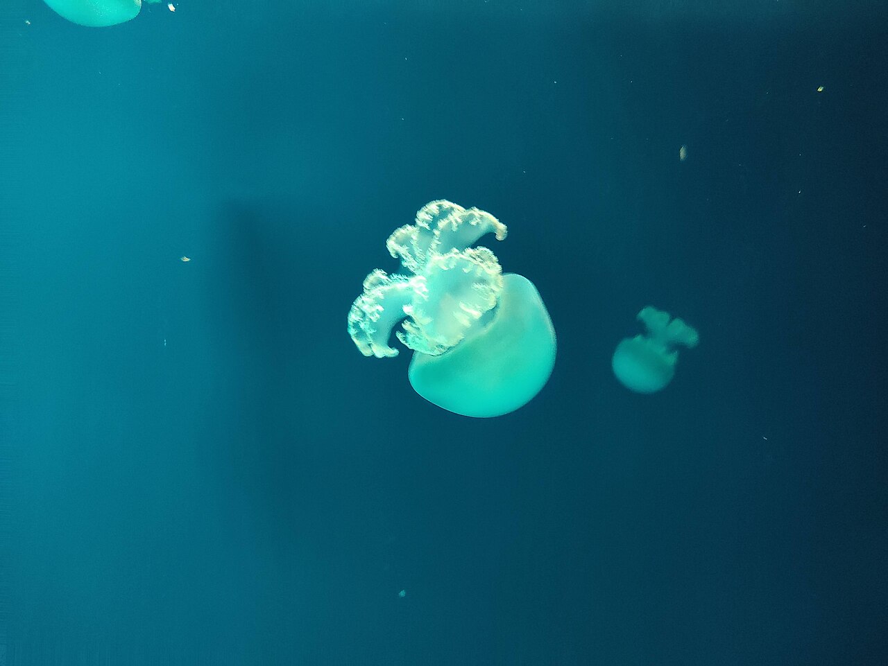 Ein Foto von Israel-Aquarium