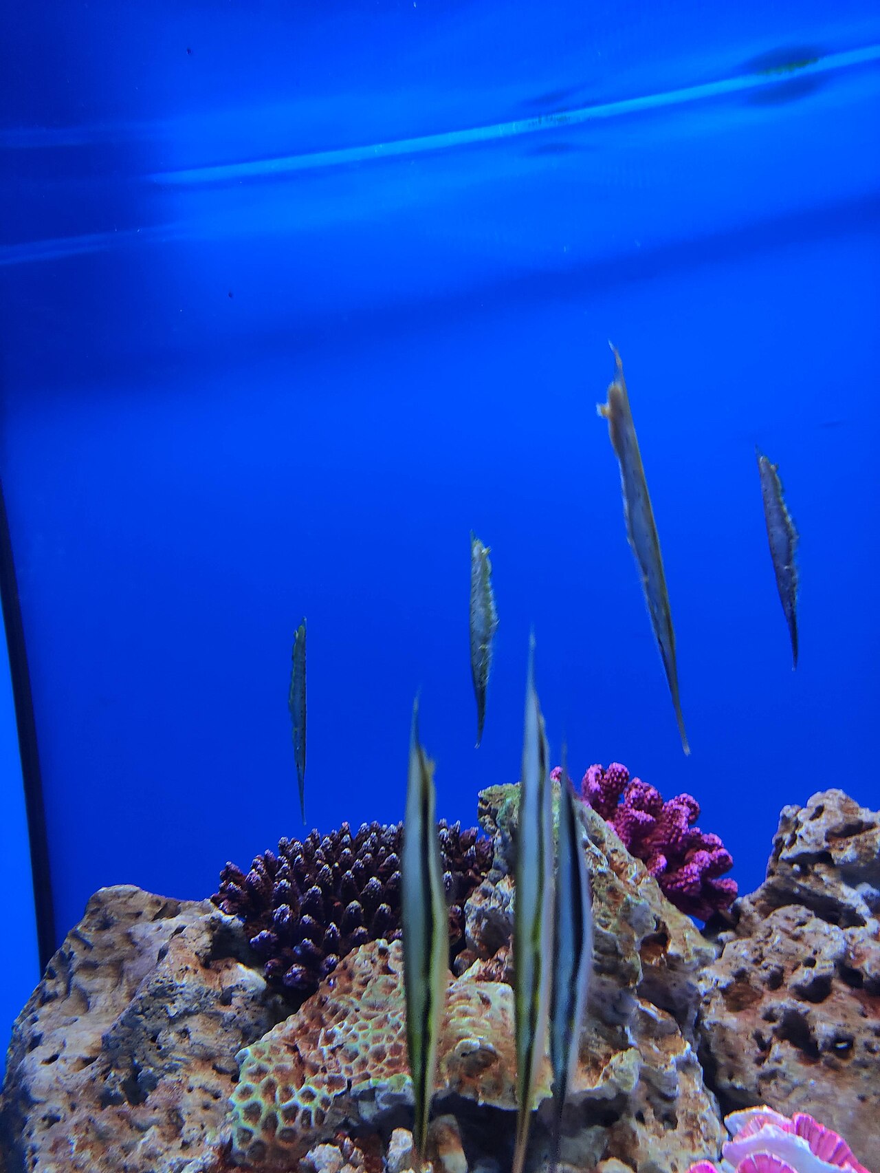 Ein Foto von Israel-Aquarium