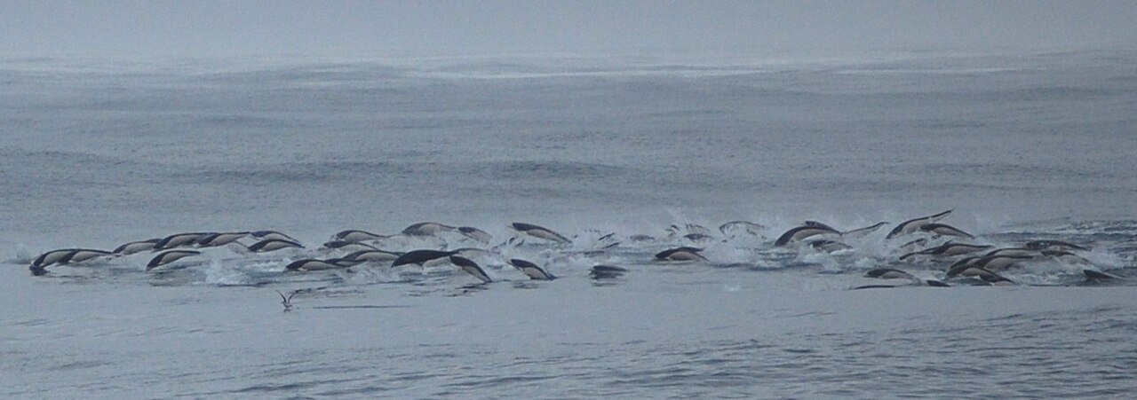 Jumping Dolphins fotoğrafı