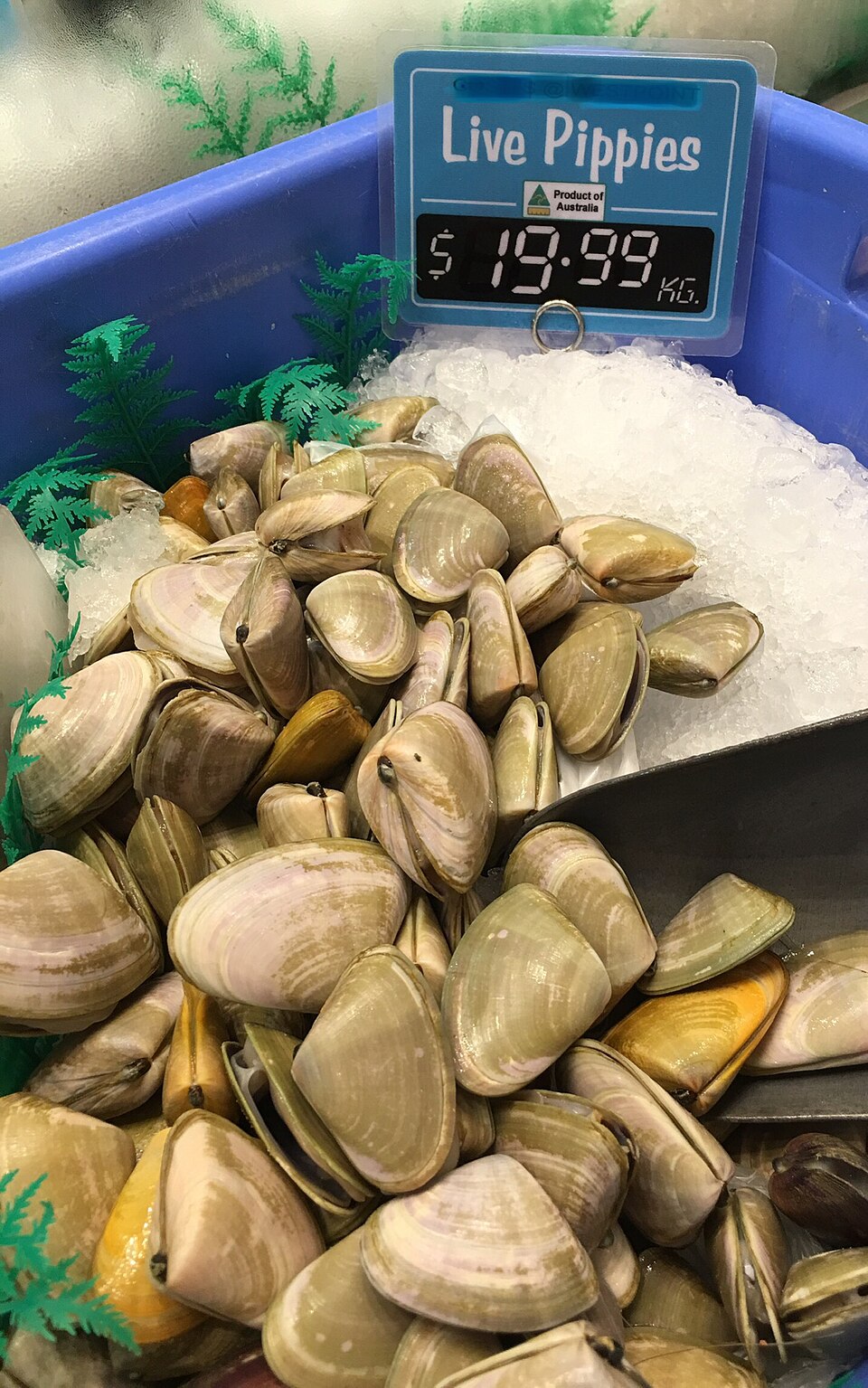 Goolwa pipis con chile fermentado y guisante blanco — foto ilustrativa