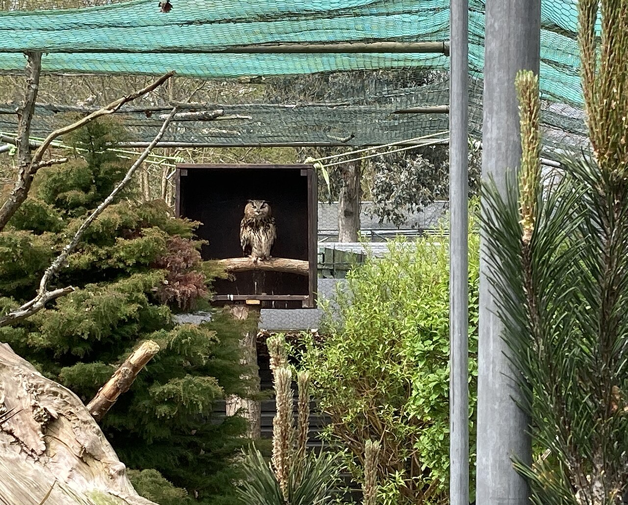 ゴルダーズ・ヒル・パーク動物園