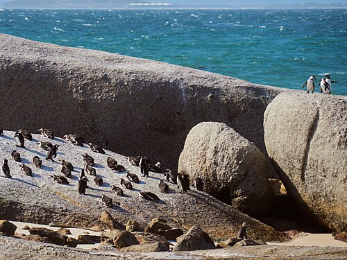 Boulders Penguin Colony