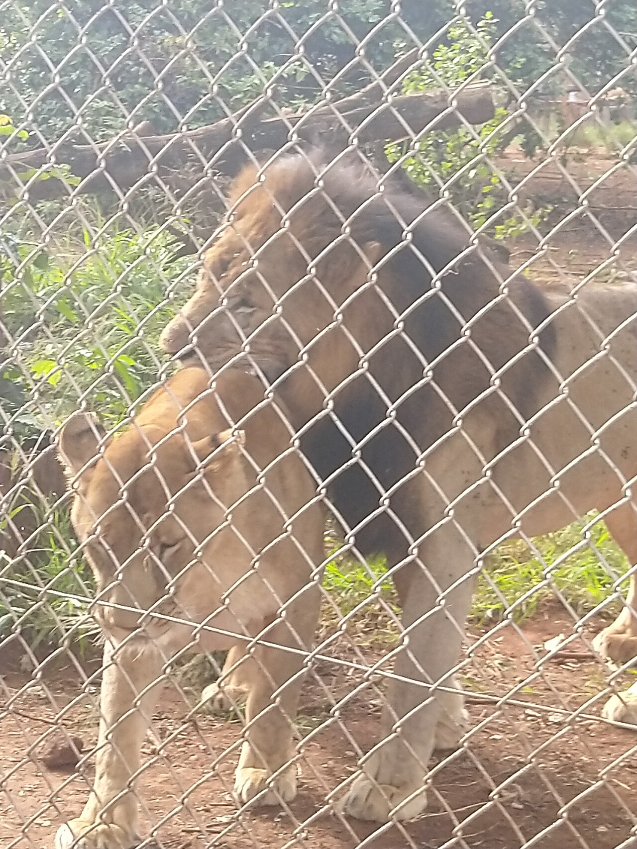 Ein Foto von Animal Orphanage