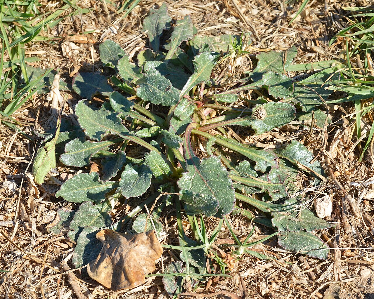 A photograph of Beta