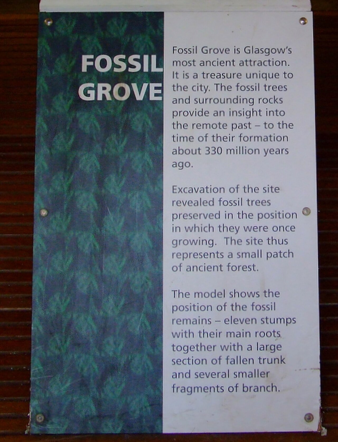 Victoria Park Fossil Grove の写真