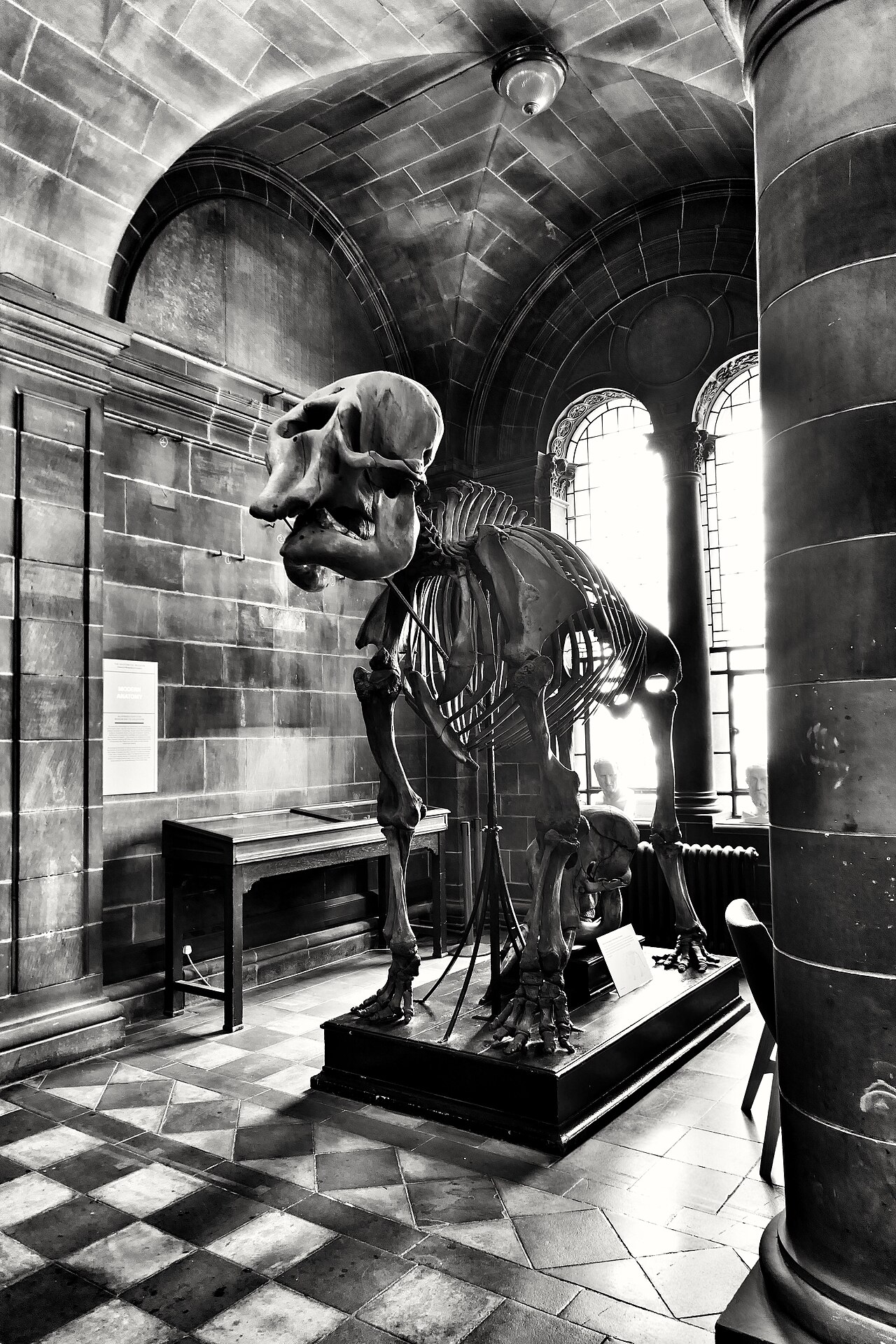 A photograph of Anatomical Museum