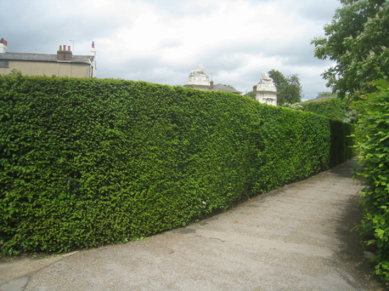 Hampton Court Maze fotoğrafı