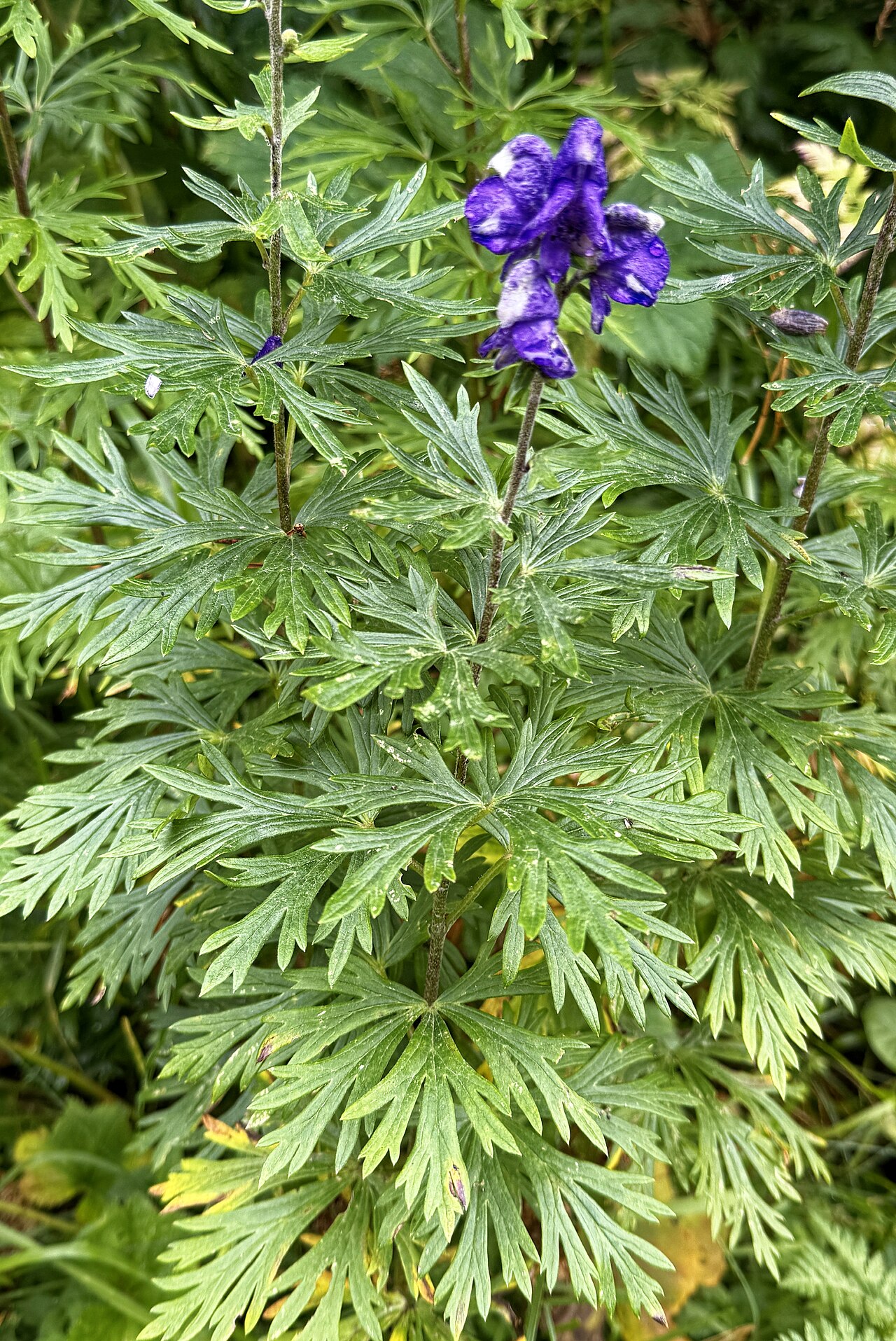 Ein Foto von Alpengarten