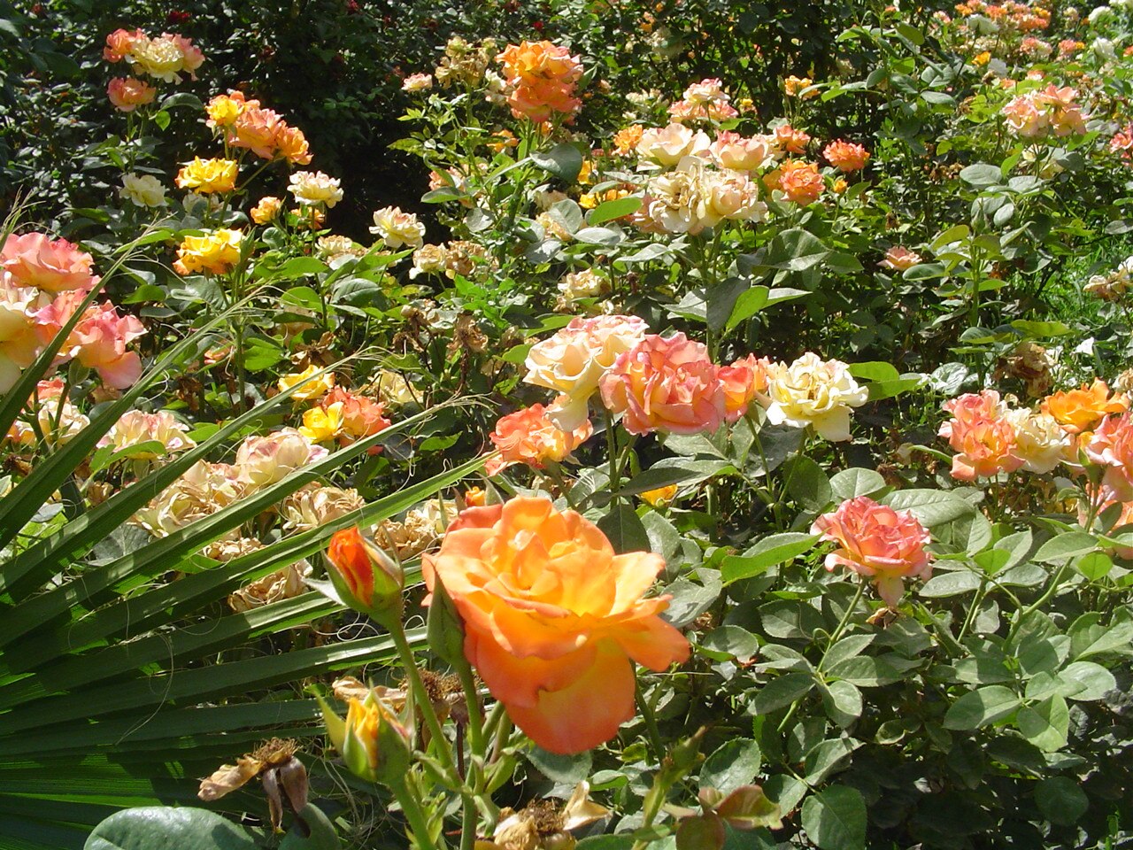 Une photographie de Jardin de la Koutoubia