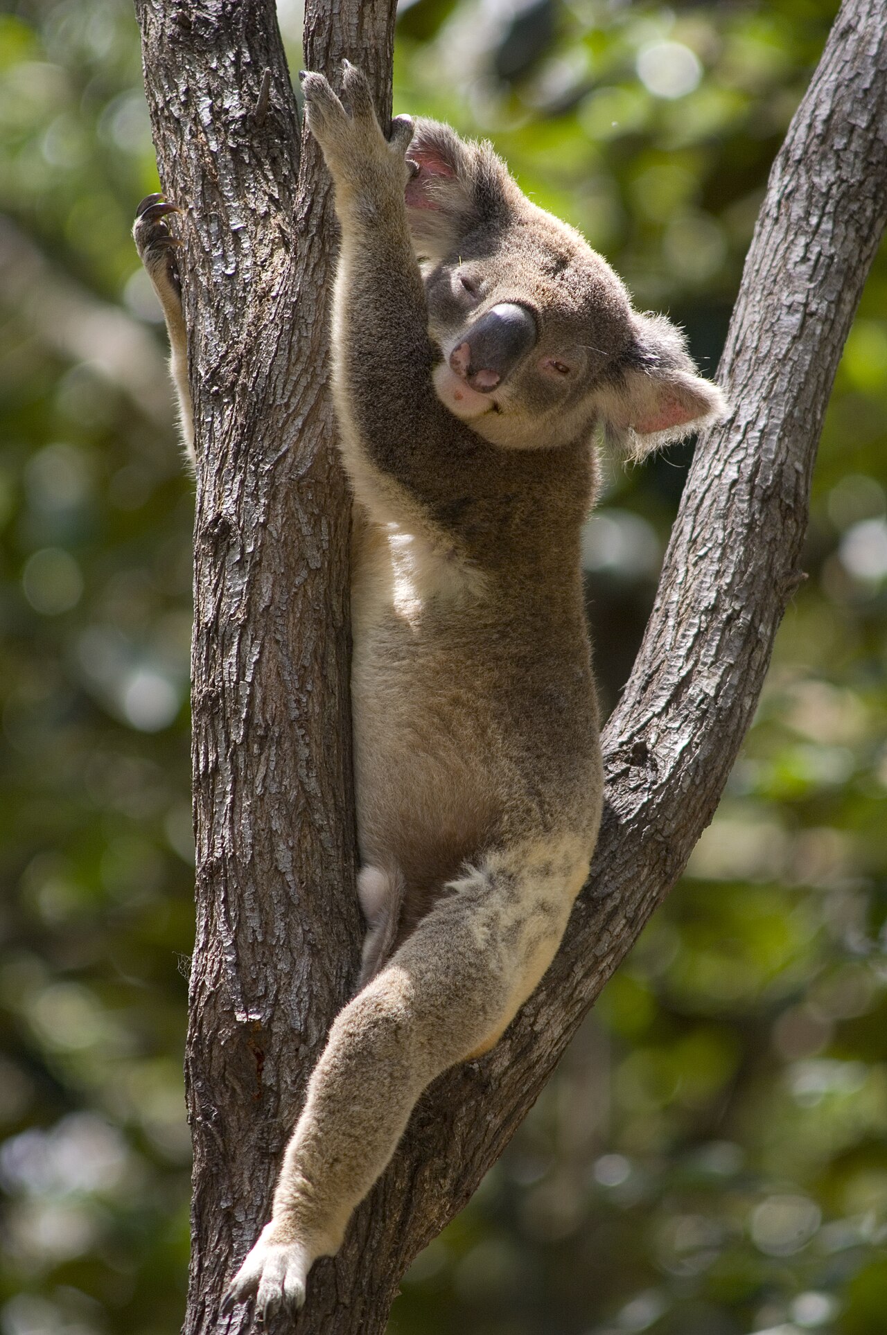 Koala Reserve fotoğrafı