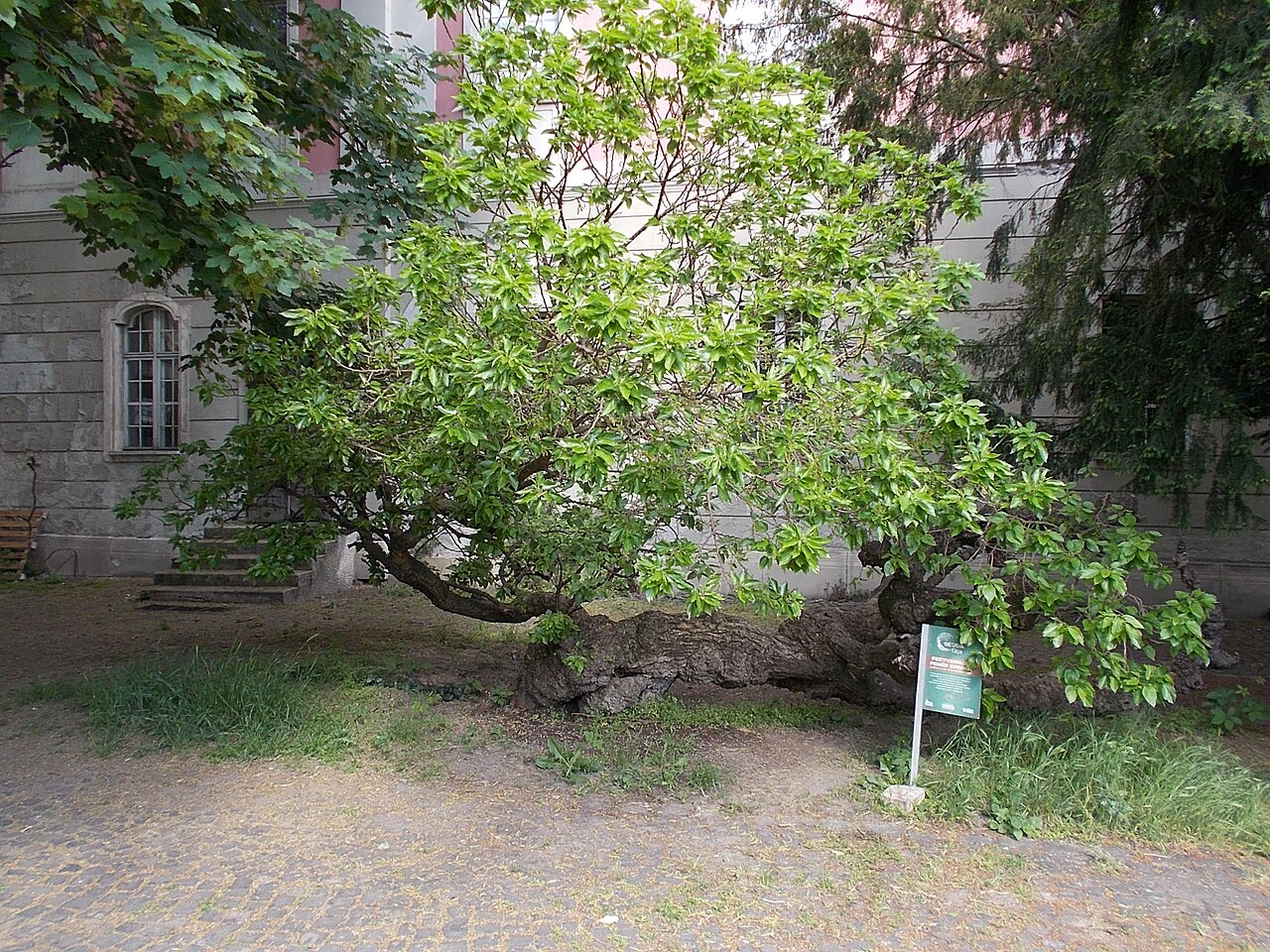Uma fotografia de Palácio Zichy, Óbuda