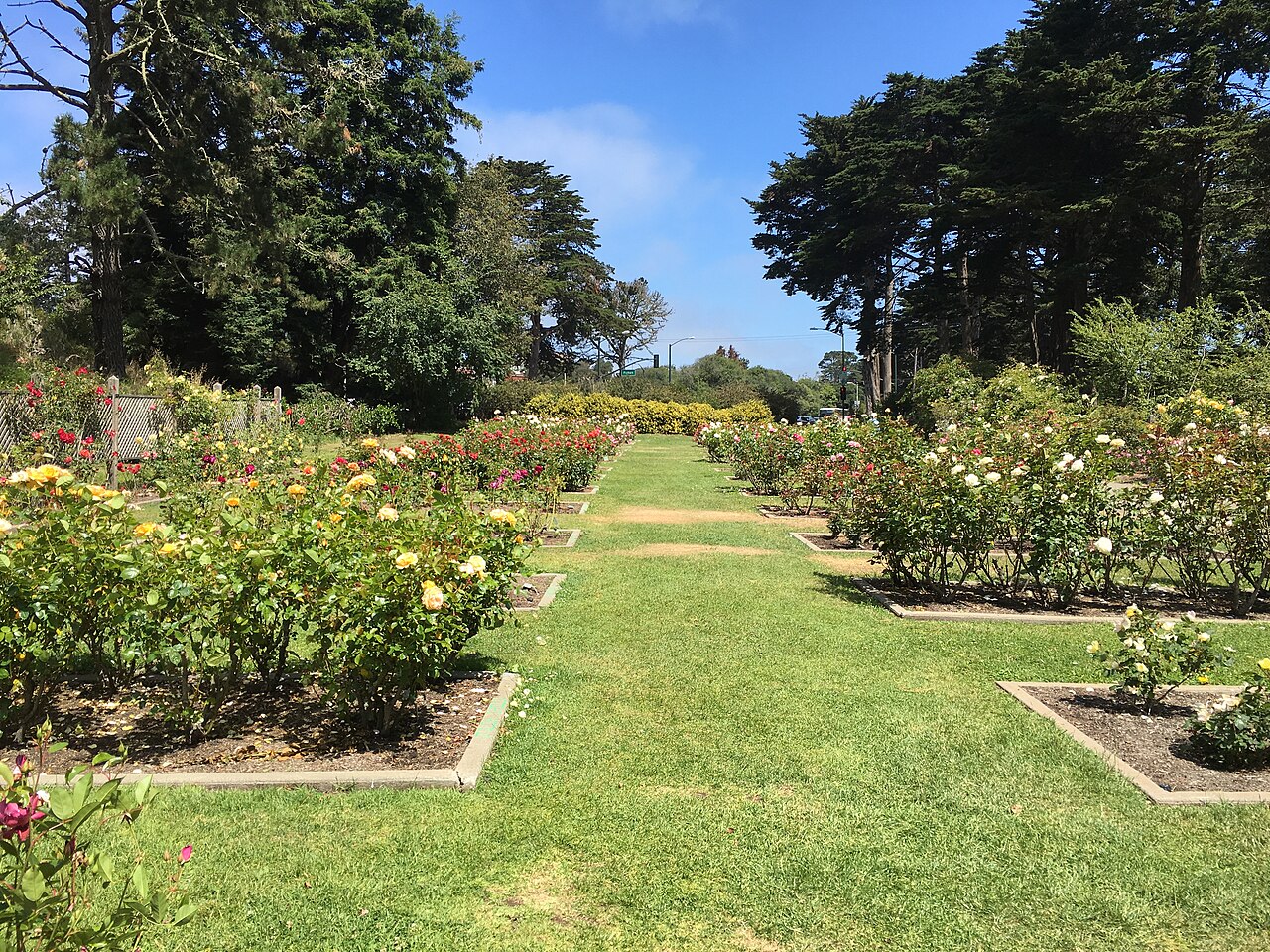 Golden Gate Parkı Gül Bahçesi fotoğrafı