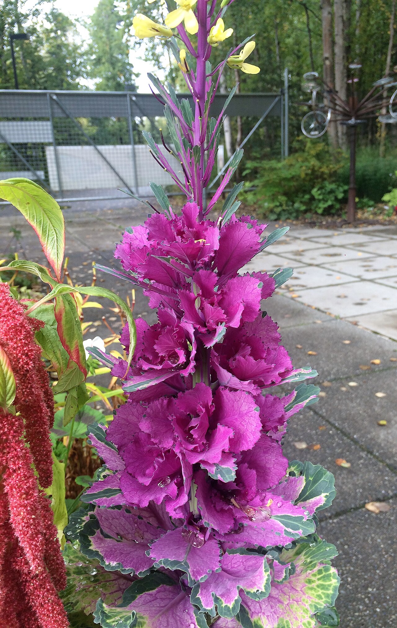 Garden fotoğrafı