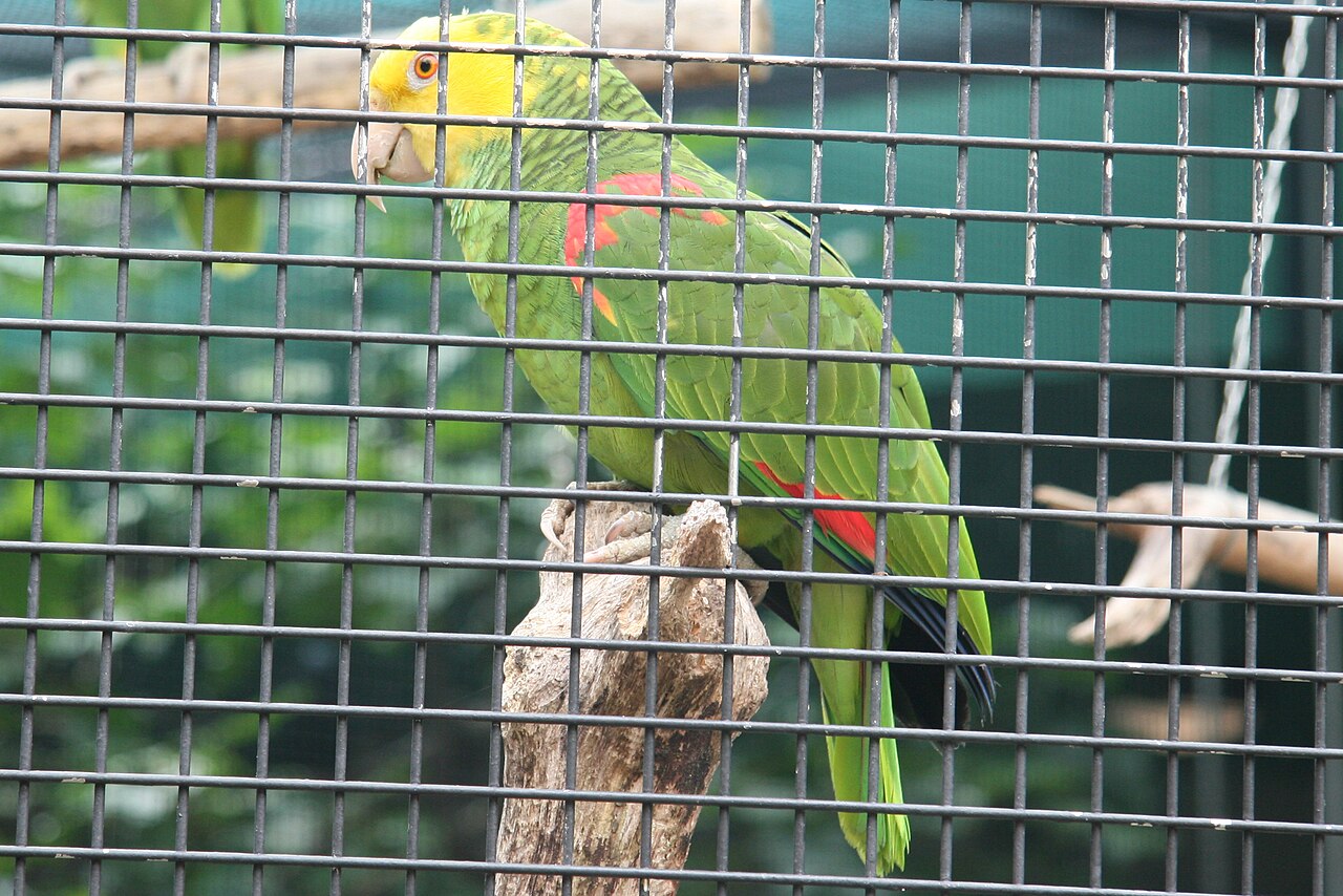 A photograph of Aviary Park