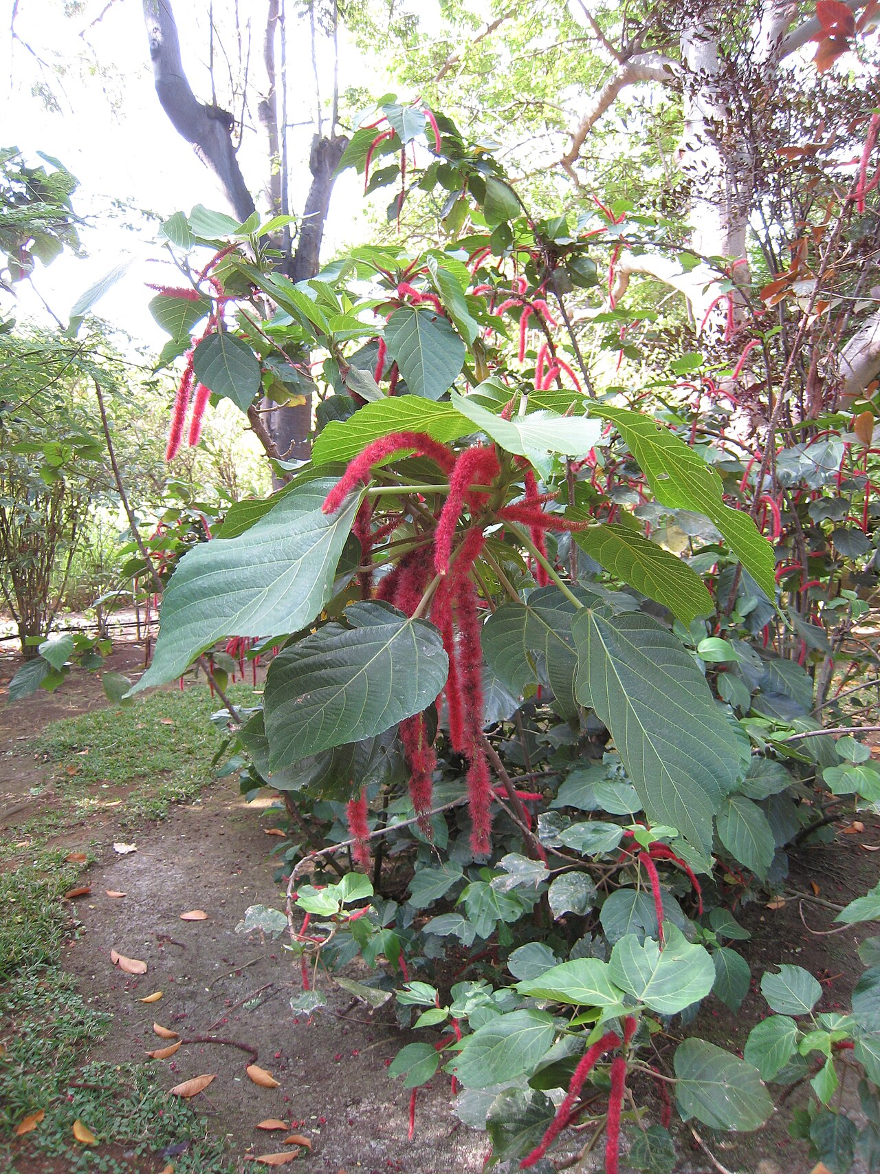 Jardín Edén