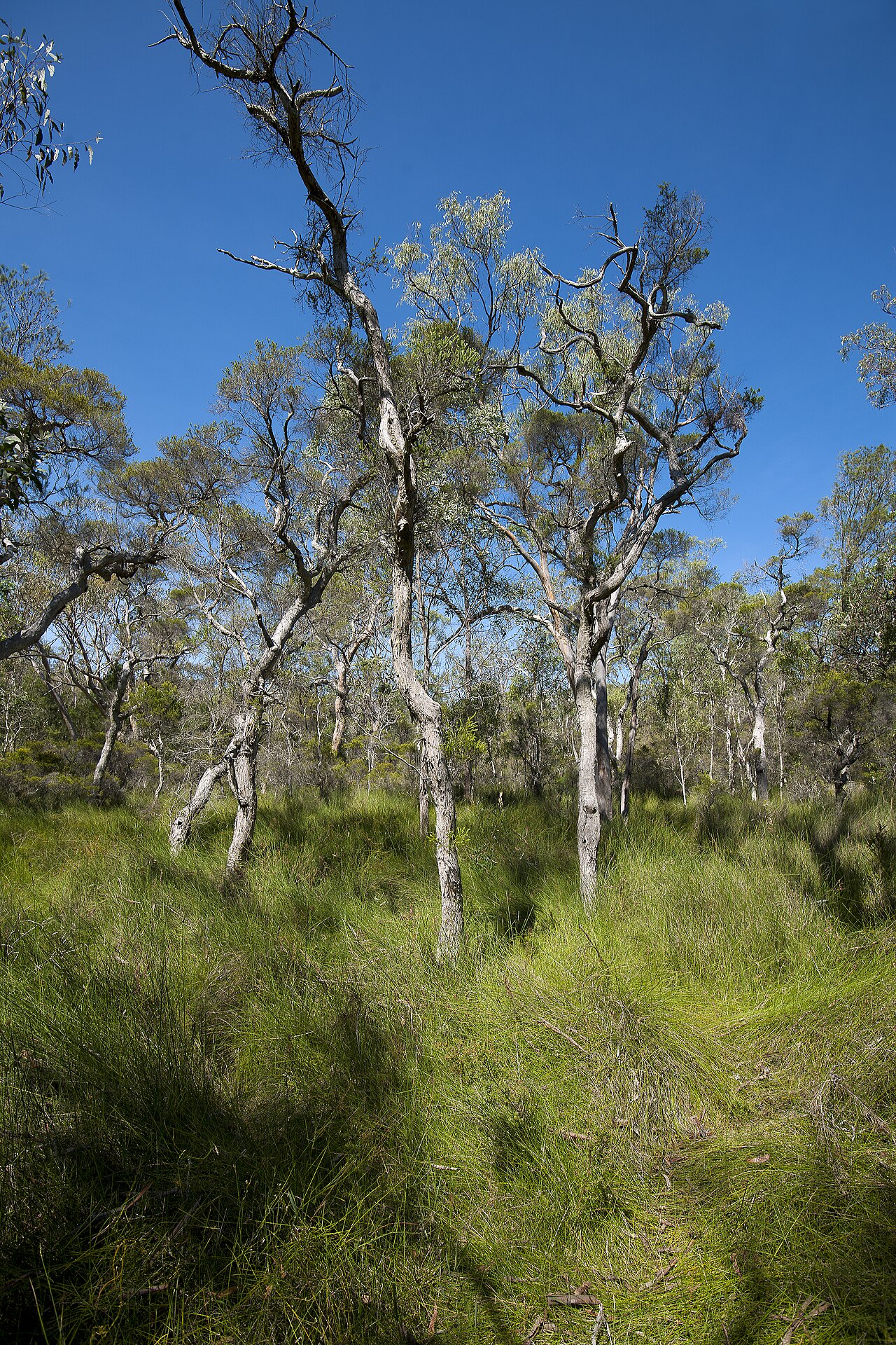 Koala Reserve fotoğrafı