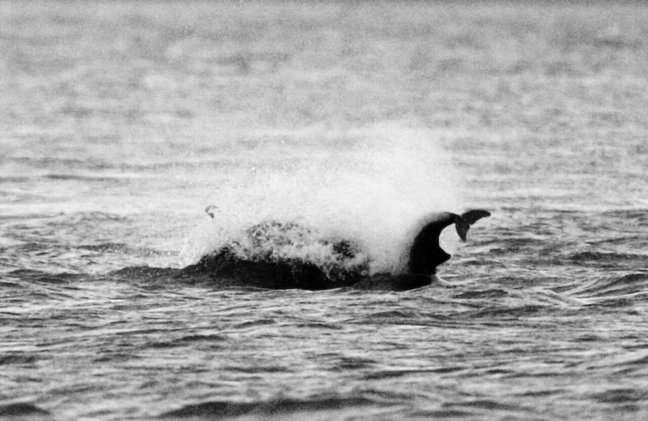 Jumping Dolphins