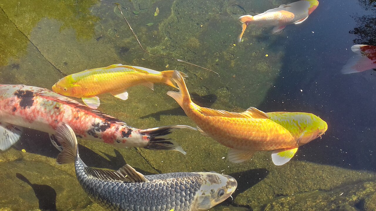 Uma fotografia de Solo Sagrado de Guarapiranga