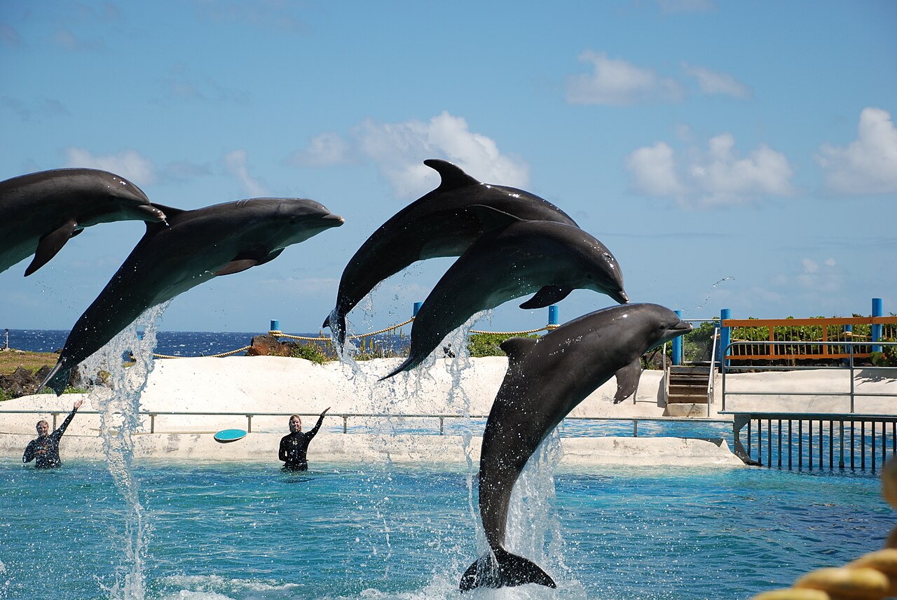 Sea Life Hawaii Parkı fotoğrafı