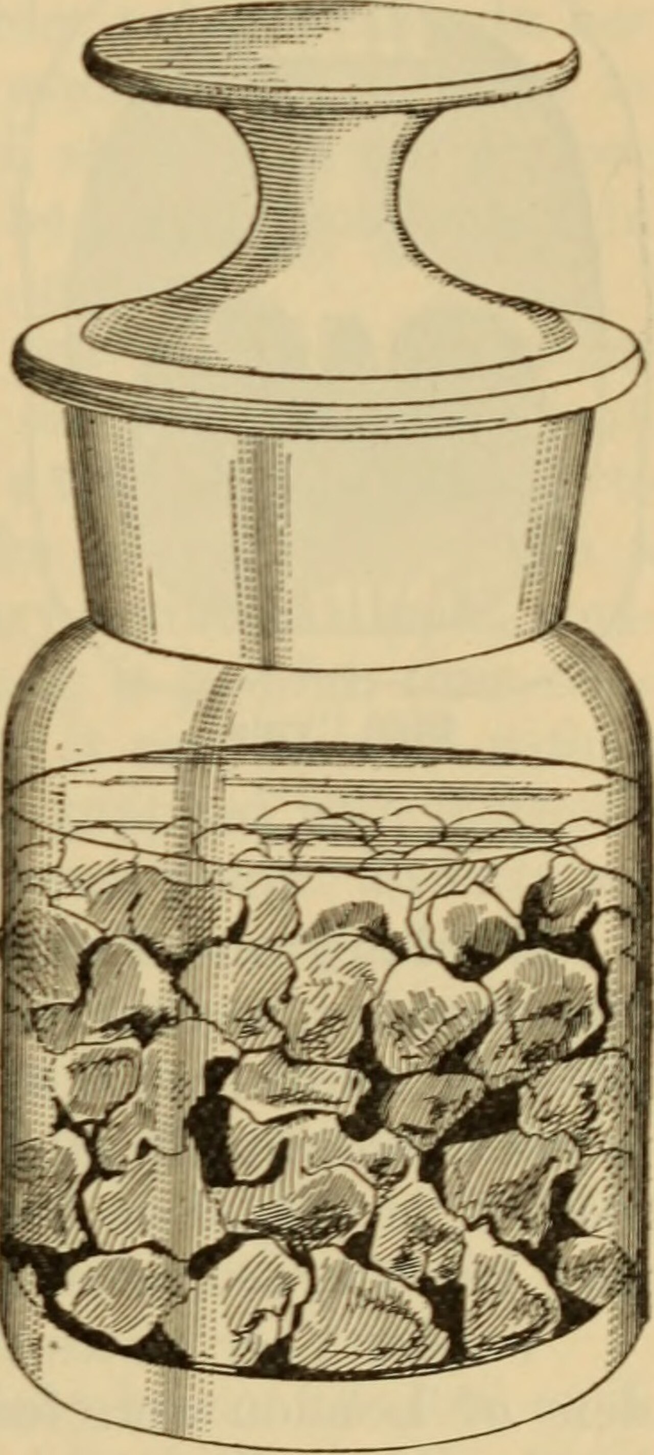 The Specimen Jar fotoğrafı
