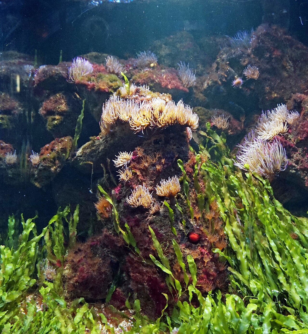 A photograph of Faunia