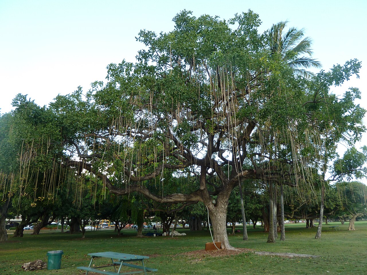 Ala Moana Sahil Parkı fotoğrafı